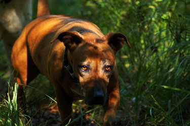 Hundebetreuung Friedrichshain 1